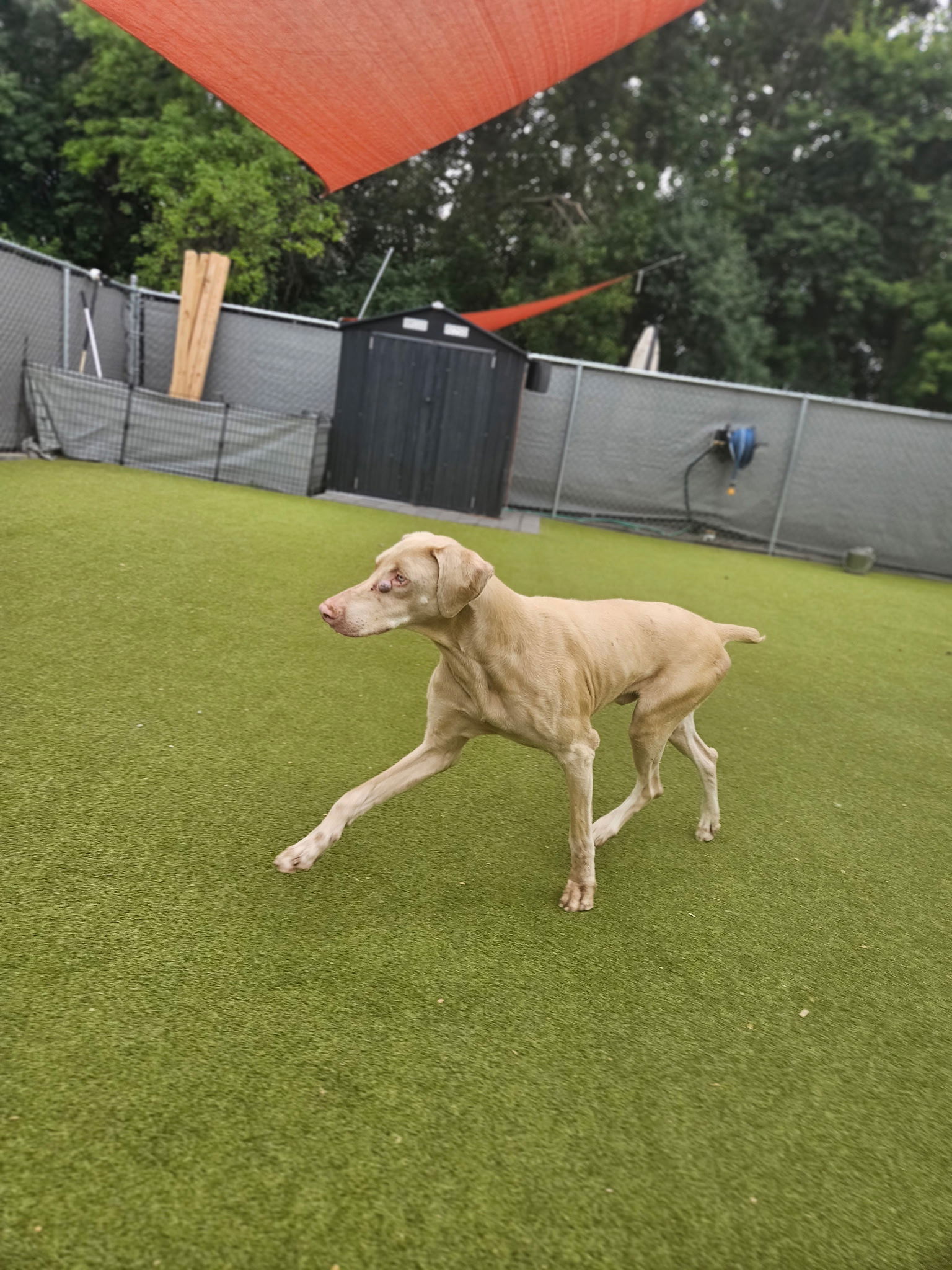 adoptable Dog in Buffalo, MN named Capuchino Foster needed!!!