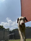 adoptable Dog in , MN named Capuchino