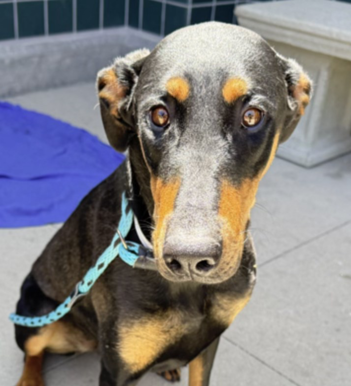 adoptable Dog in Buffalo, MN named Duchess
