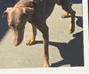 Link Foster needed!