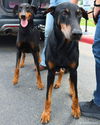 Clayton Adoption Pending!