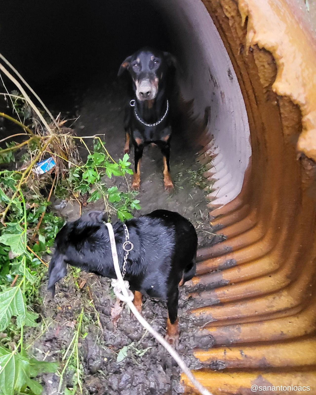 adoptable Dog in Buffalo, MN named Amanda Foster Needed!