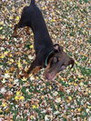 Mishka-Adoption Pending