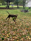 Mishka-Adoption Pending