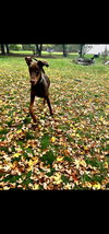 Mishka-Adoption Pending