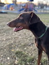 Mishka-Adoption Pending