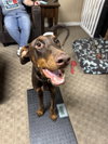 Mishka-Adoption Pending