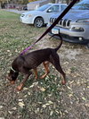 Mishka-Adoption Pending