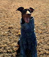 Mishka-Adoption Pending