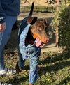 Mishka-Adoption Pending