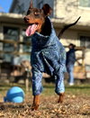 Mishka-Adoption Pending