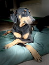 Thelma