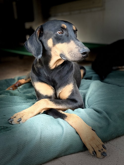 Thelma