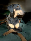 Thelma