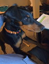Brandy