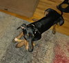 Brandy