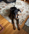 Brandy