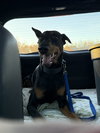 Bowser