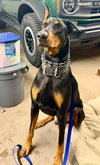 Bowser-Adoption Pending