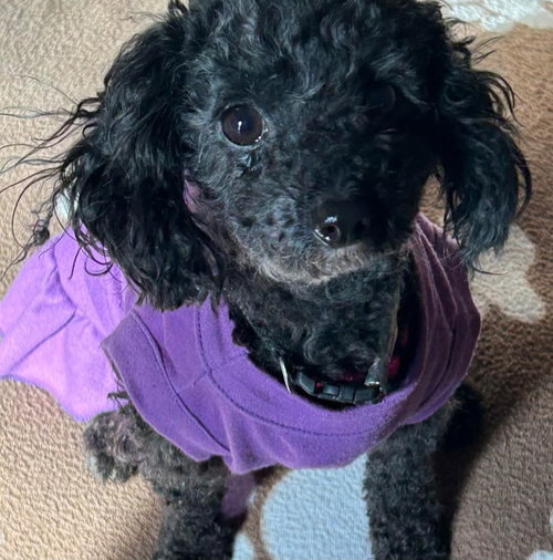 Suki