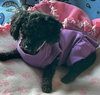 Suki