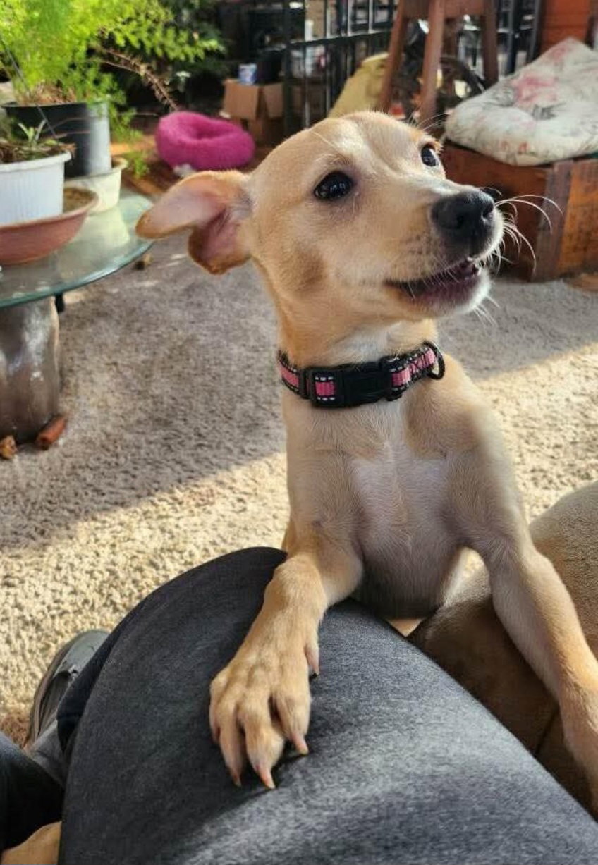 Tiny Tim Adoption Pending!