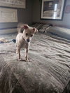 Tiny Tim