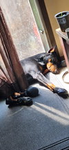 Roscoe
