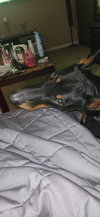 Roscoe