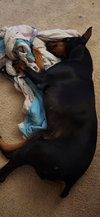 Roscoe