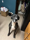 Prissy Foster Needed!