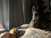 Prissy Foster Needed!