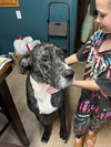 Prissy Foster Needed!