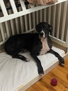 Prissy Foster Needed!