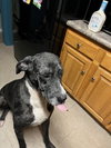 Prissy Foster Needed!