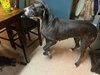 Prissy Foster Needed!