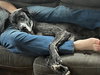 Prissy Foster Needed!