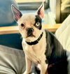Boski--adoption pending