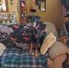 Duchee Adoption Pending!