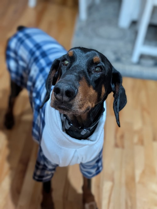 Kaiser Adoption Pending!