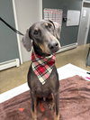 Blu FOSTER NEEDED