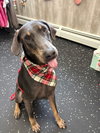 Blu FOSTER NEEDED