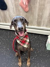Blu FOSTER NEEDED