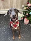 Blu FOSTER NEEDED
