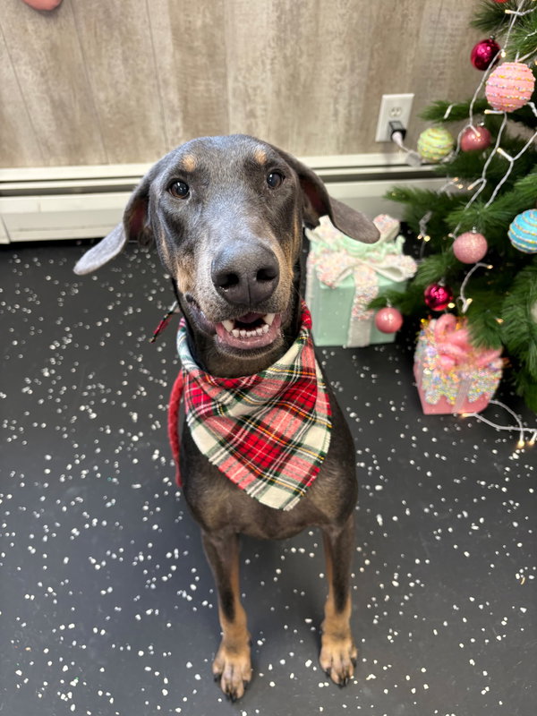 Blu FOSTER NEEDED