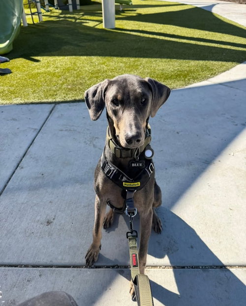 BLU - Doberman Pinscher available for adoption