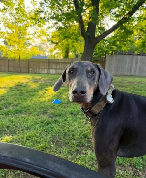 Blu, an adoptable Doberman Pinscher in Buffalo, MN