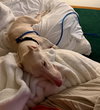 Bluey Adoption Pending! - Photo 10