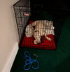 Bluey Adoption Pending! - Photo 11