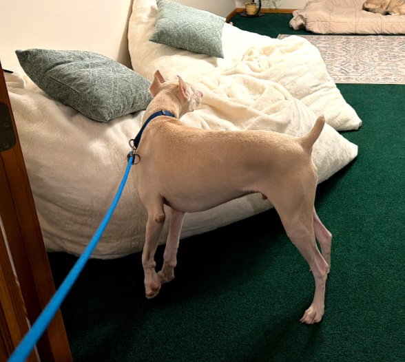 Bluey Adoption Pending!